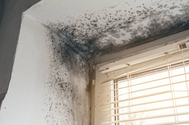 Affordable Basement Mold Removal solutions in Washington Crossing, PA